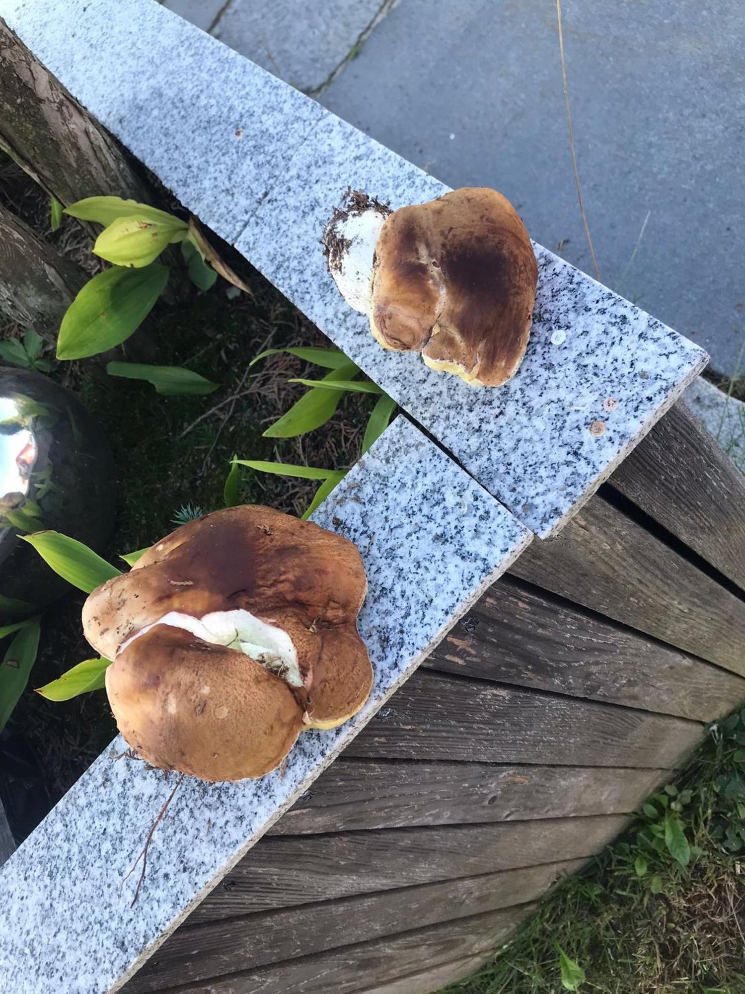 Zur Neuen Post Landgasthof Herzogsreut Luaran gambar