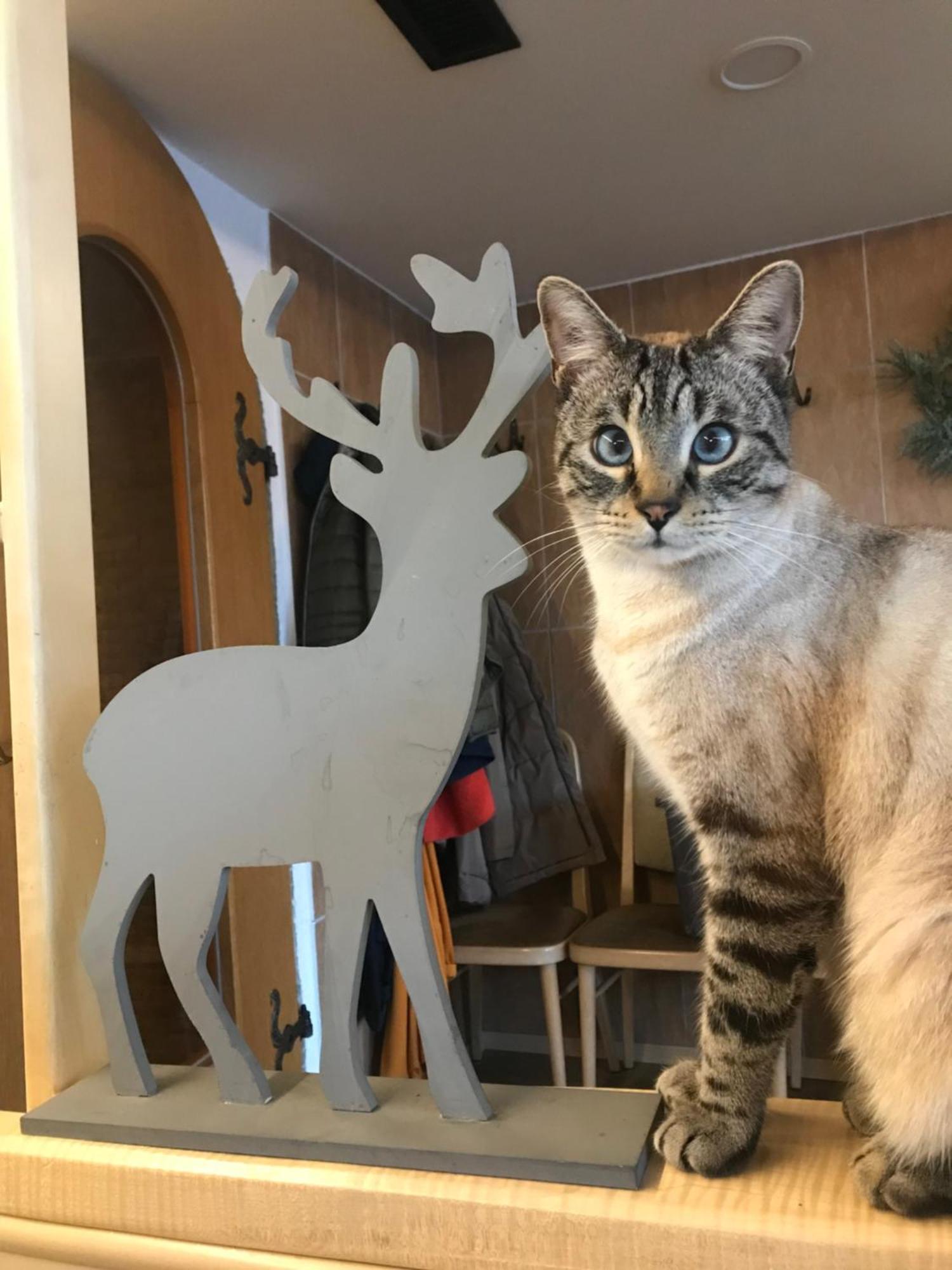 Zur Neuen Post Landgasthof Herzogsreut Luaran gambar