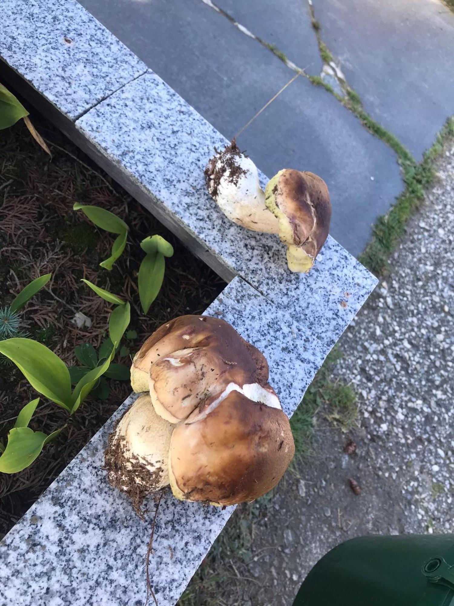 Zur Neuen Post Landgasthof Herzogsreut Luaran gambar